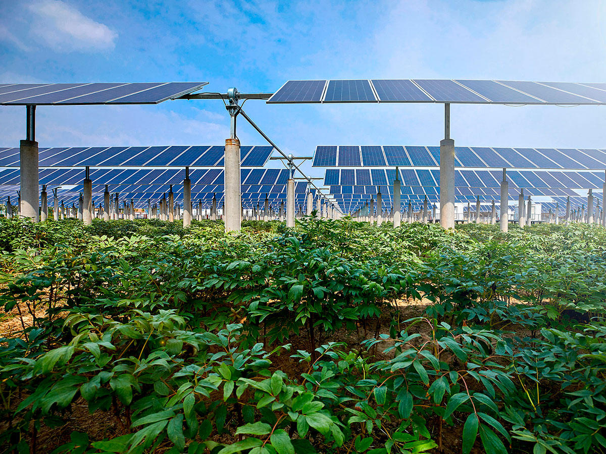 Agrovoltaic installations